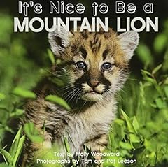 Nice mountain lion for sale  Delivered anywhere in USA 