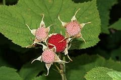 Thimbleberry bush seeds for sale  Delivered anywhere in USA 
