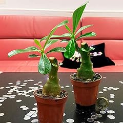 Rare adenium obesum for sale  Delivered anywhere in UK