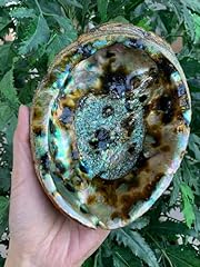 Abalone shell seashell for sale  Delivered anywhere in USA 