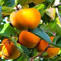Tomorrowseeds japanese persimm for sale  Delivered anywhere in USA 