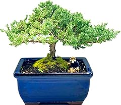 Live dwarf juniper for sale  Delivered anywhere in USA 