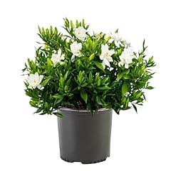 Shrub frostproof gardenia for sale  Delivered anywhere in USA 