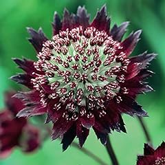 Astrantia major moulin for sale  Delivered anywhere in UK