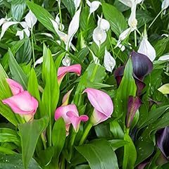 Stück calla zwiebeln gebraucht kaufen  Wird an jeden Ort in Deutschland