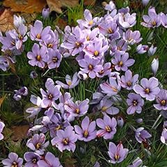 Bloomique mélange crocus d'occasion  Livré partout en France