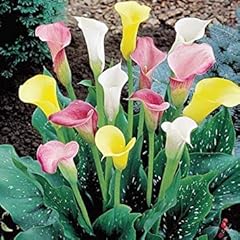 Calla lily mixture for sale  Delivered anywhere in USA 