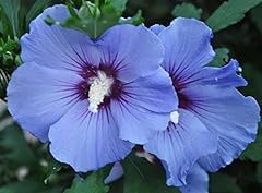 Rose sharon blue for sale  Delivered anywhere in USA 