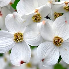 Flowering white dogwood for sale  Delivered anywhere in USA 