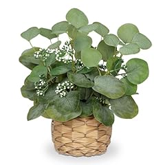 Dilatata artificial eucalyptus for sale  Delivered anywhere in USA 