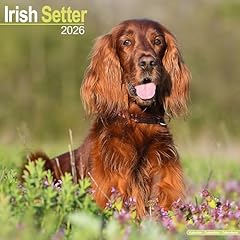 Irish setter 2026 for sale  Delivered anywhere in UK