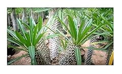 Pcs pachypodium mikea for sale  Delivered anywhere in UK