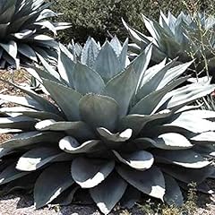 Agave ovatifolia giganti usato  Spedito ovunque in Italia 