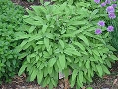 Clovers garden sage for sale  Delivered anywhere in USA 
