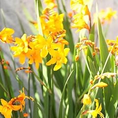 Crocosmia lucifer bulbs for sale  Delivered anywhere in USA 