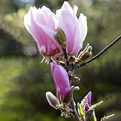 Magnolia george henry for sale  Delivered anywhere in UK