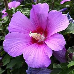 Minerva hardy hibiscus for sale  Delivered anywhere in USA 