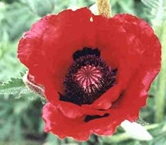 Pack poppy papaver for sale  Delivered anywhere in UK