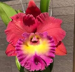 Rlc siam magic for sale  Delivered anywhere in USA 