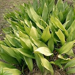 Pianta vera aspidistra usato  Spedito ovunque in Italia 