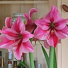 Amaryllis bulbs also for sale  Delivered anywhere in USA 