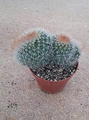 Mammillaria spinosissima non for sale  Delivered anywhere in UK