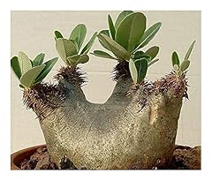 Pachypodium densiflorum madaga gebraucht kaufen  Wird an jeden Ort in Deutschland