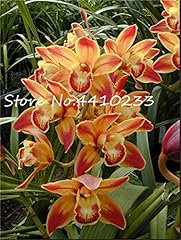 Nuovi 200 cymbidium d'occasion  Livré partout en France