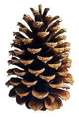 Large pinecones tall for sale  Delivered anywhere in USA 