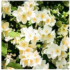 Philadelphus lemoinei mock for sale  Delivered anywhere in UK