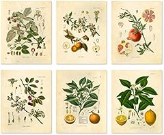 Vintage botanical prints for sale  Delivered anywhere in USA 