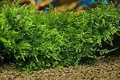 Pondplantsuk mixed tropical for sale  Delivered anywhere in UK