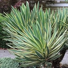Yucca variegata outdoor for sale  Delivered anywhere in UK