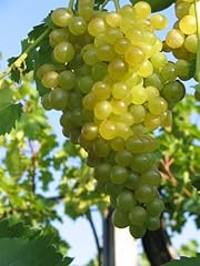 Vitis vinifera millennium gebraucht kaufen  Wird an jeden Ort in Deutschland