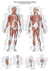 Anatomische lehrtafel menschli gebraucht kaufen  Wird an jeden Ort in Deutschland