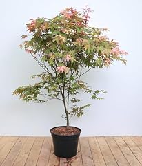 Acer palmatum deshojo gebraucht kaufen  Wird an jeden Ort in Deutschland