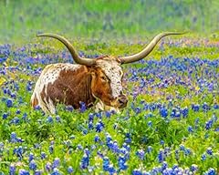 Longhorn bluebonnets quilt for sale  Delivered anywhere in USA 