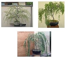 Bonsai willow tree for sale  Delivered anywhere in USA 