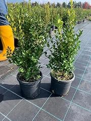Bosso comune buxus usato  Spedito ovunque in Italia 