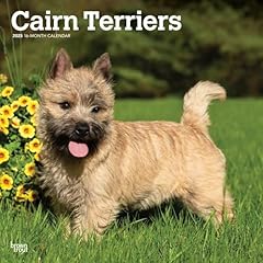 Cairn terriers 2025 for sale  Delivered anywhere in Ireland