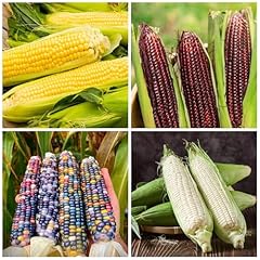 400 corn seeds for sale  Delivered anywhere in USA 
