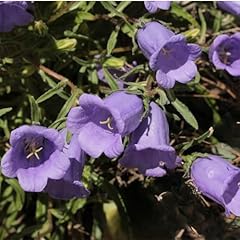 Clovers garden campanula for sale  Delivered anywhere in USA 