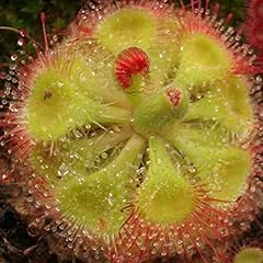 Haloppe drosera falconeri usato  Spedito ovunque in Italia 
