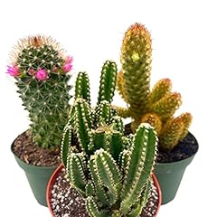 Bubbleblooms cactus assortment for sale  Delivered anywhere in USA 