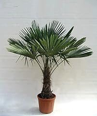 Trachycarpus fortunei palmier d'occasion  Livré partout en Belgiqu