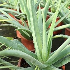 Aloe Vera Planta - Maceta 13cm. - Planta viva - (Envíos segunda mano  Se entrega en toda España 