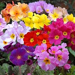 Polyanthus scented mix for sale  Delivered anywhere in UK