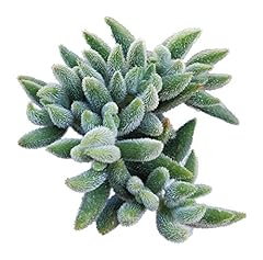 Crassula mesembryanthemoides f for sale  Delivered anywhere in USA 