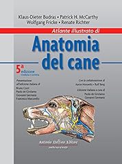 Atlante illustrato anatomia usato  Spedito ovunque in Italia 