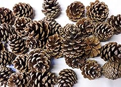 Fir cones size for sale  Delivered anywhere in UK